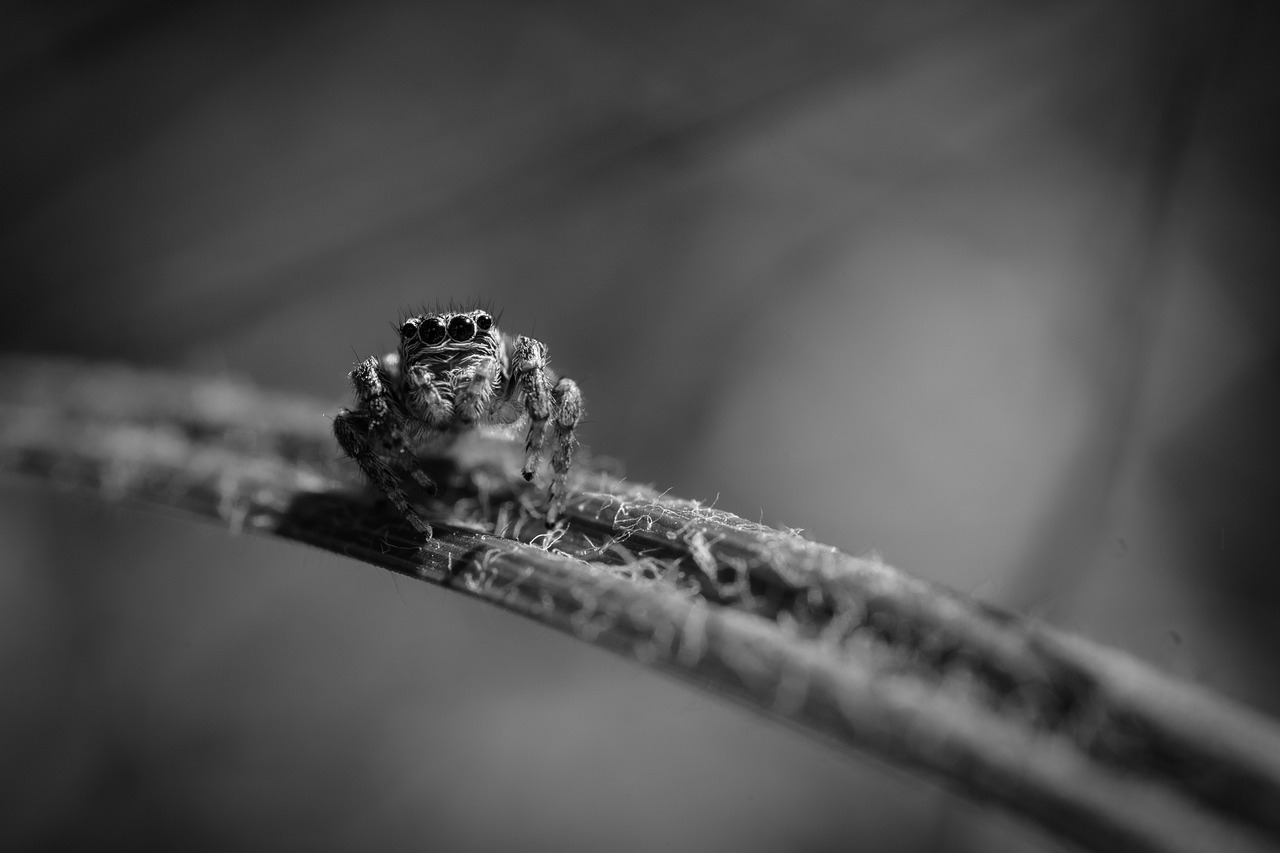 Dealing with Spiders and Insects: A Safety Guide